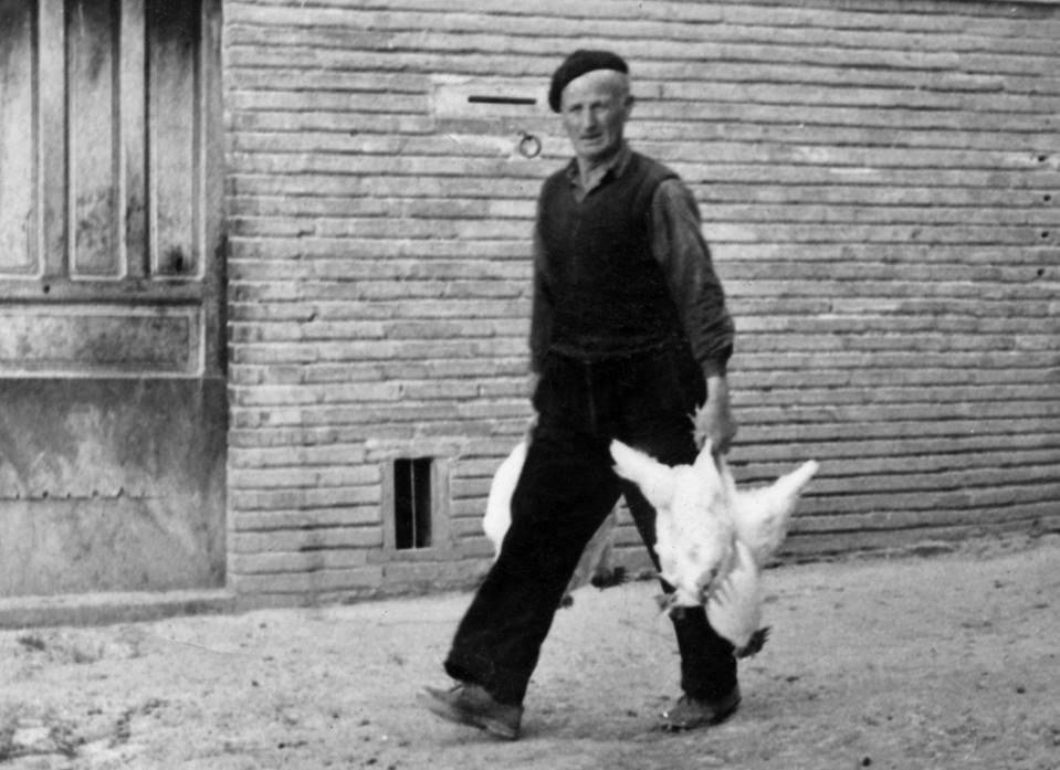 Imagen Transportando gallinas